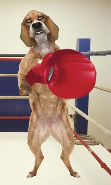 Boxing Dog Live Wallpaper截图2