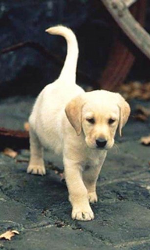 Labrador puppies LWP截图3