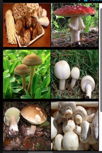 Mushroom Fantasy Garden截图4