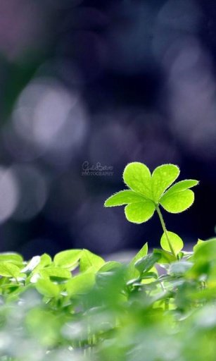 Shamrock Live Wallpaper截图2