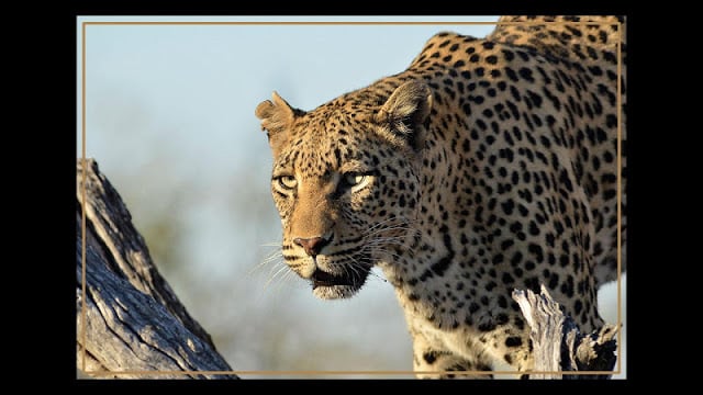 Kruger Park Wildlife截图3