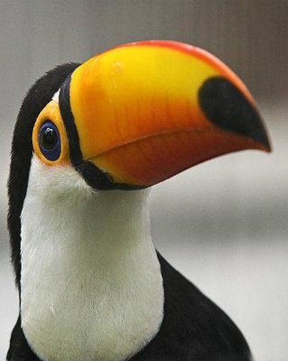 The Talking Toucan Bird截图9