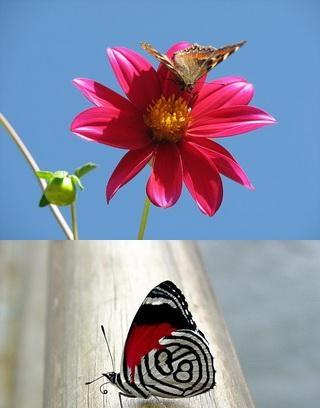 Butterfly Collection Wallpaper截图2