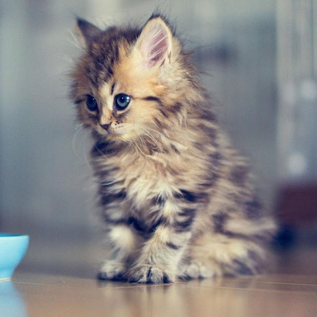 Wallpapers Cute Cats截图2