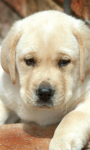 Labrador puppies LWP截图2