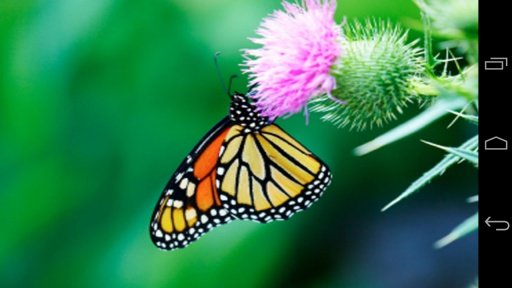 Butterfly - puzzle game截图5