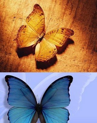 Butterfly Collection Wallpaper截图1