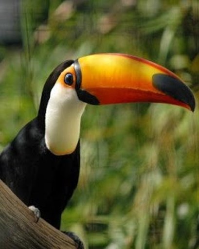 The Talking Toucan Bird截图3