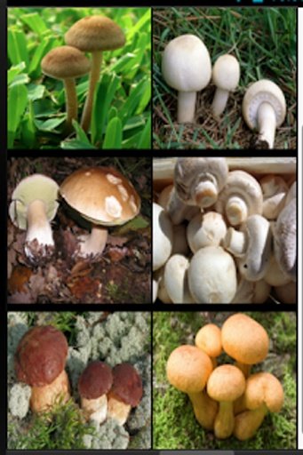 Mushroom Fantasy Garden截图6