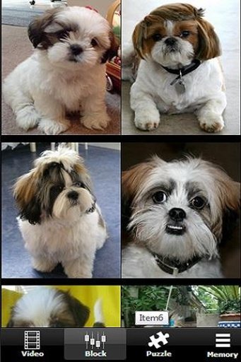 My Cute Shih Tzu Puppies截图3