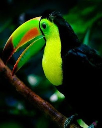 The Talking Toucan Bird截图4