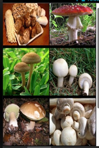 Mushroom Fantasy Garden截图3