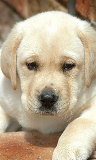 Labrador puppies LWP截图4