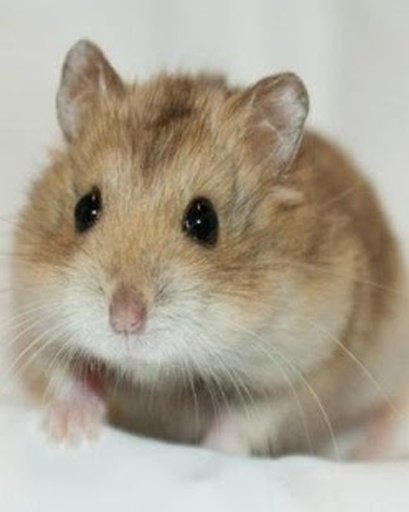 The Amazing Talking Hamster截图4