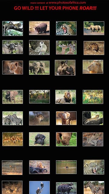 Kruger Park Wildlife截图7