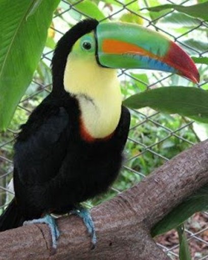 The Talking Toucan Bird截图10