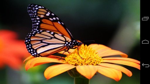 Butterfly - puzzle game截图4