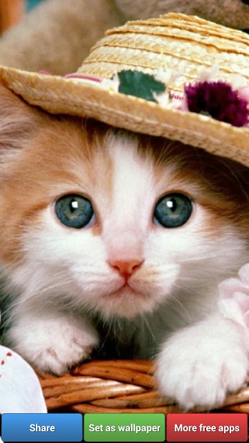 Cute Kitty Cats HD Wallpapers截图9