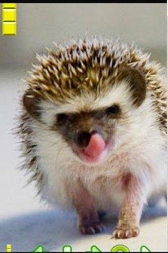 The Talking Hedgehog截图4