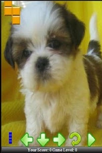 My Cute Shih Tzu Puppies截图7