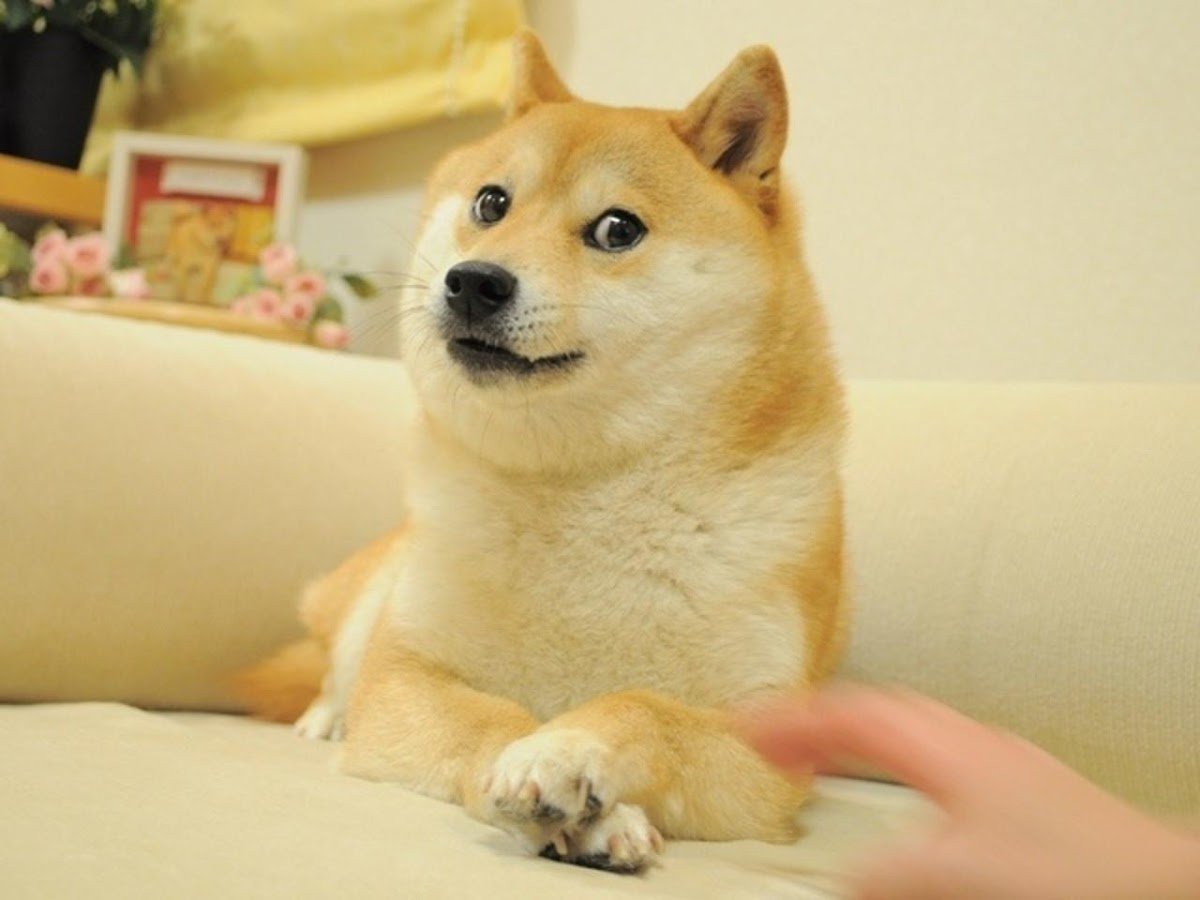 Doge Meme Creator截图2