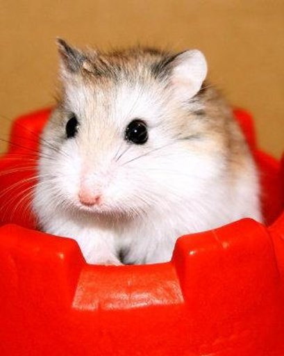 The Amazing Talking Hamster截图5