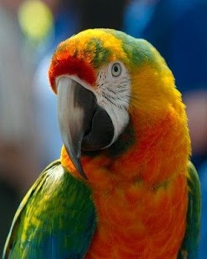 The Smart Talking Parrot截图5