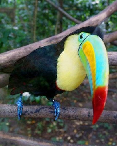 The Talking Toucan Bird截图5