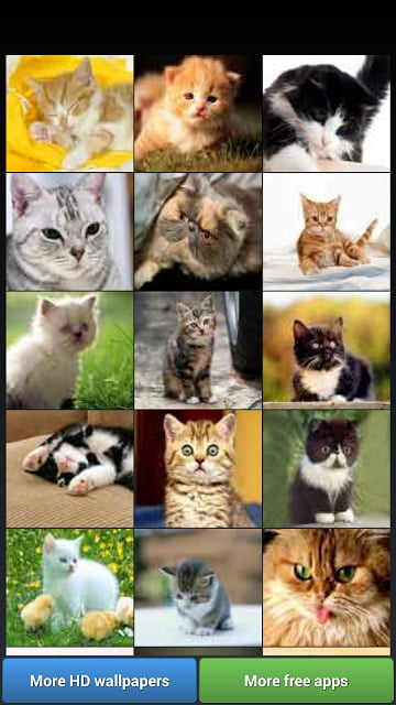 Cute Kitty Cats HD Wallpapers截图6