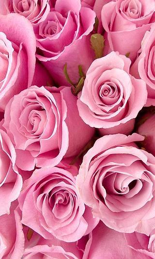 rose live wallpaper截图1