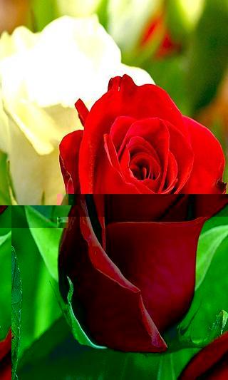 rose live wallpaper截图4