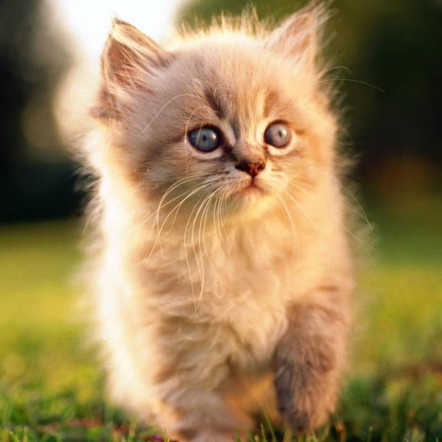 Wallpapers Cute Cats截图4