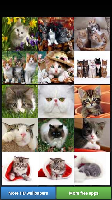 Cute Kitty Cats HD Wallpapers截图4