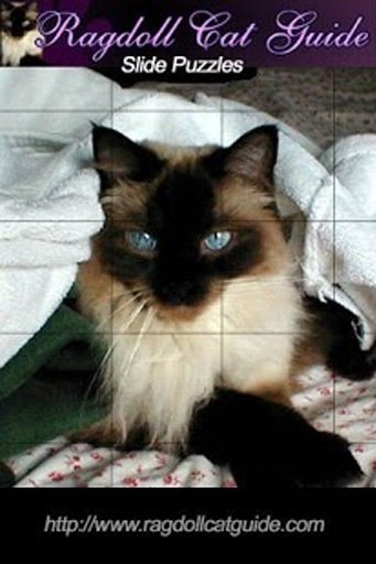 Ragdoll Cat Puzzles截图1