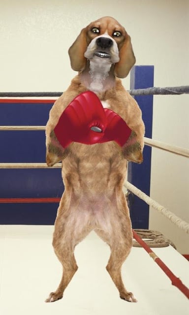 Boxing Dog Live Wallpaper截图1