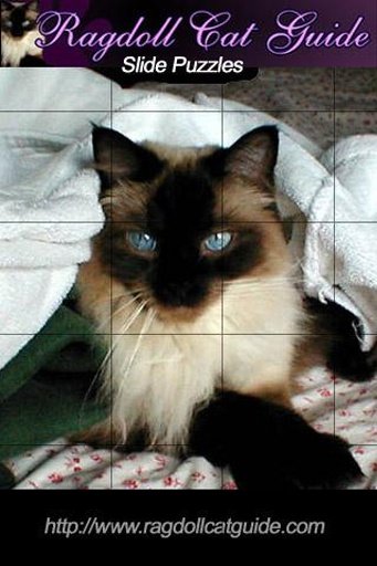 Ragdoll Cat Puzzles截图3