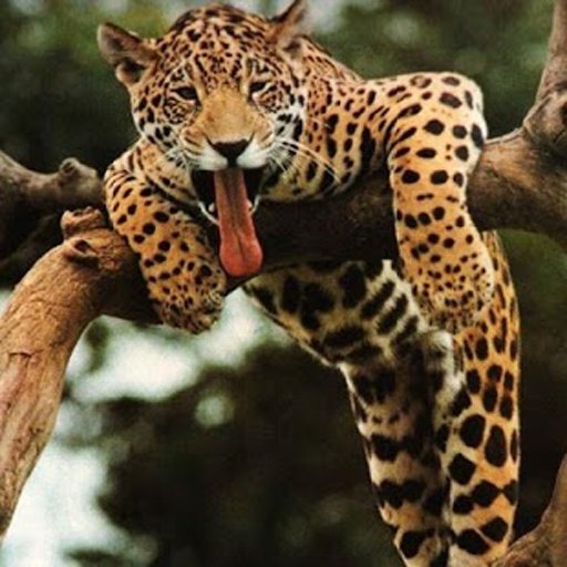 Wild Cats jigsaw puzzles截图6