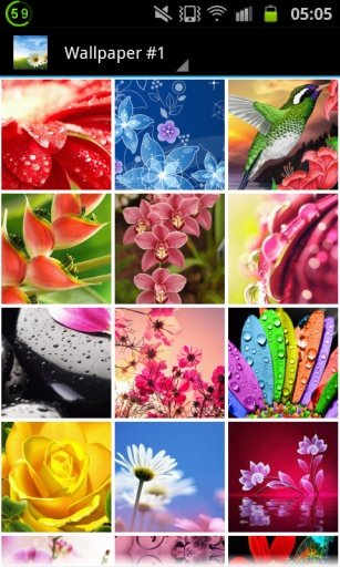 Flower Wallpapers Free截图6