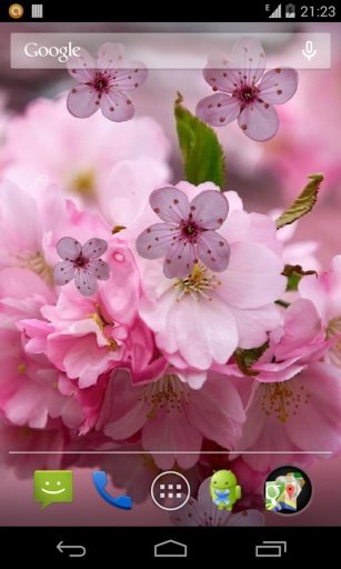 Cherry Flower截图3