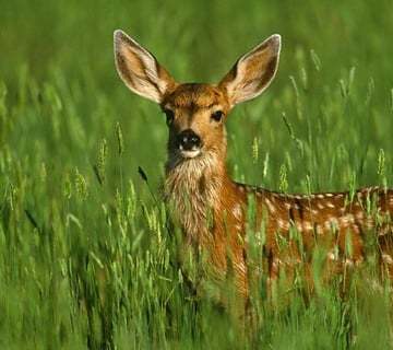 Deer Challenge截图3