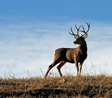 Deer Challenge截图5