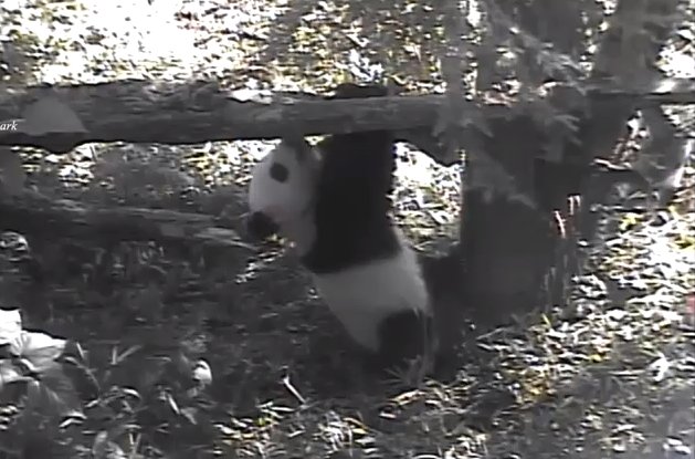 PANDA Webcam - Live Zoo Pandas截图5