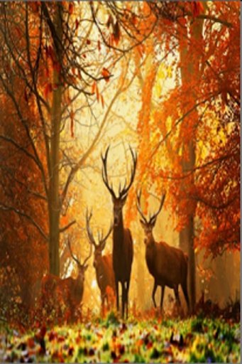 Deer Puzzle截图5