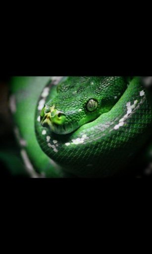 Lizard Snake Live Wallpaper截图1