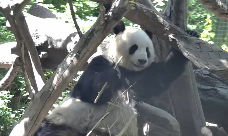 PANDA Webcam - Live Zoo Pandas截图8