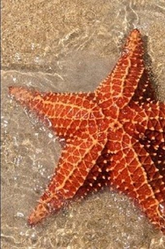 Galaxy Starfish Water Ripple截图2