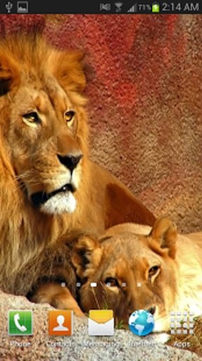 Lion The King Live Wallpaper截图5