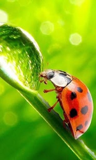 Bug Live Wallpaper截图9