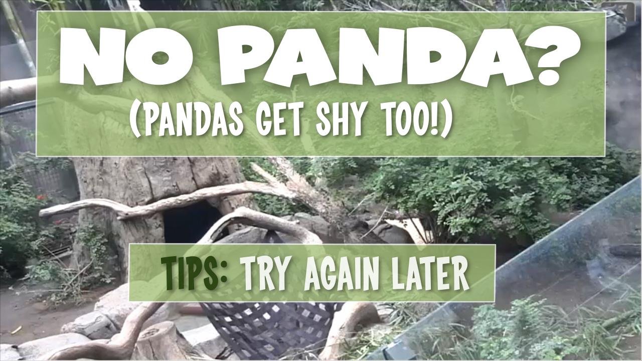 PANDA Webcam - Live Zoo Pandas截图2