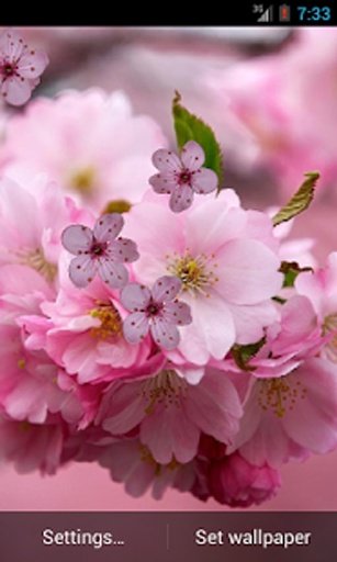 Cherry Flower截图1